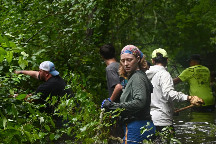 To bring back historic herring populations,  volunteers get down and dirty